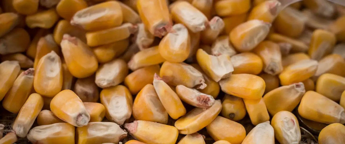 Late planted corn and cattle feeding