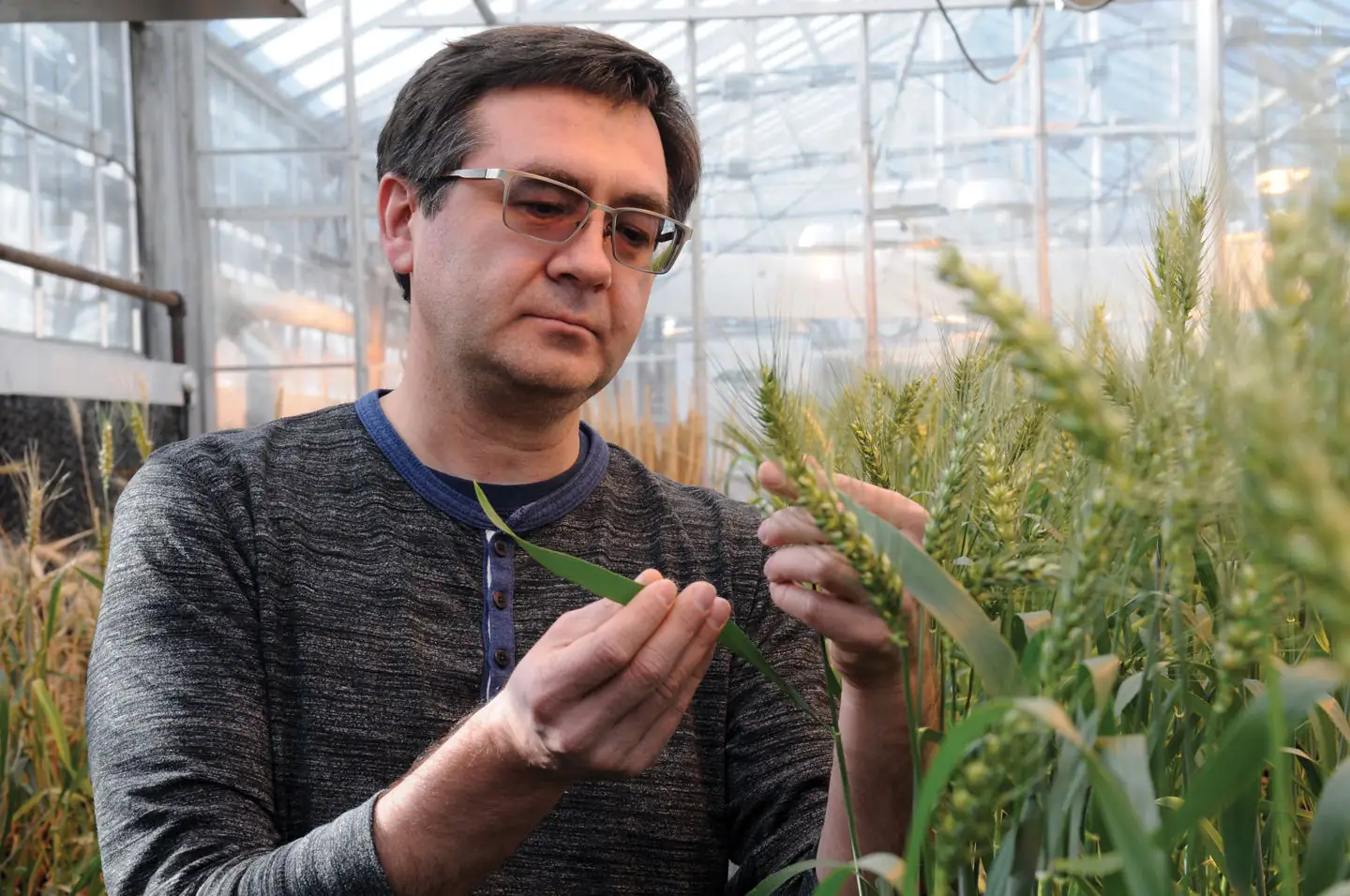 K-State researchers using gene-editing technology to improve wheat
