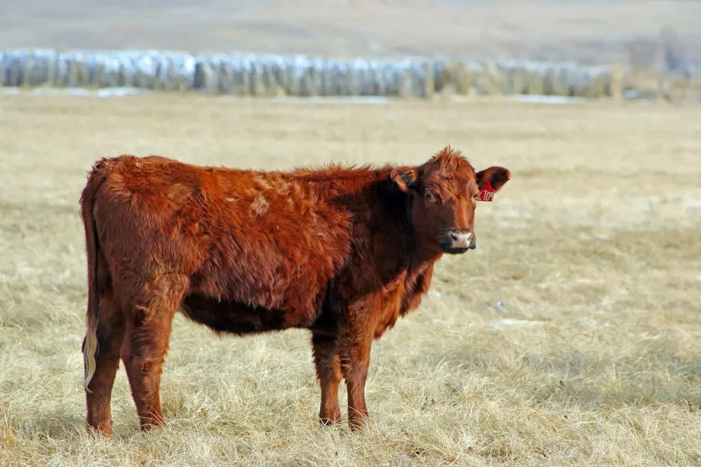 When purchasing replacement heifers