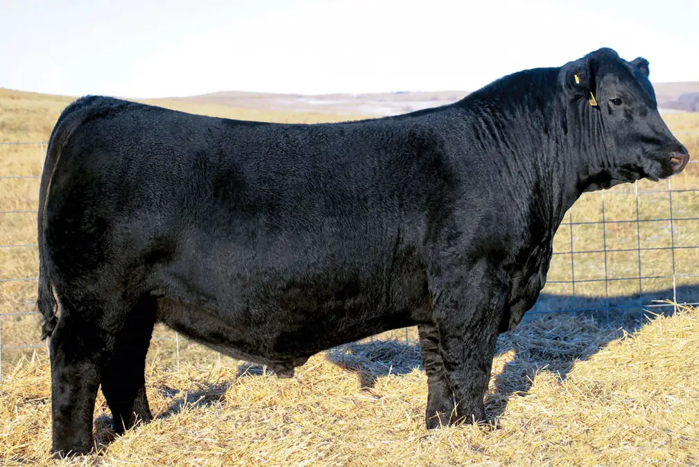 SAV Elation 7899 fetched a record $800