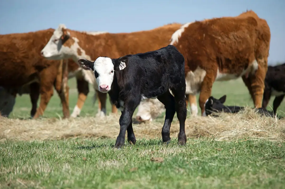 The beef industry tackles pain management issues