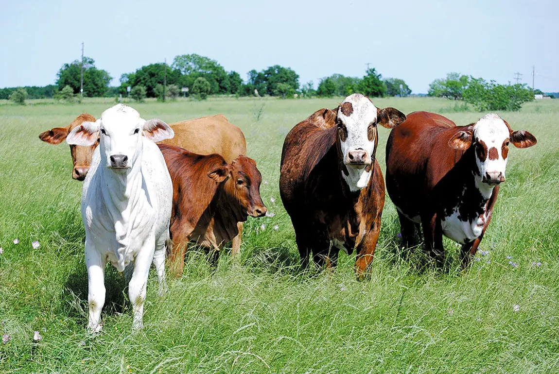 Grazing cattle can reduce carbon footprint