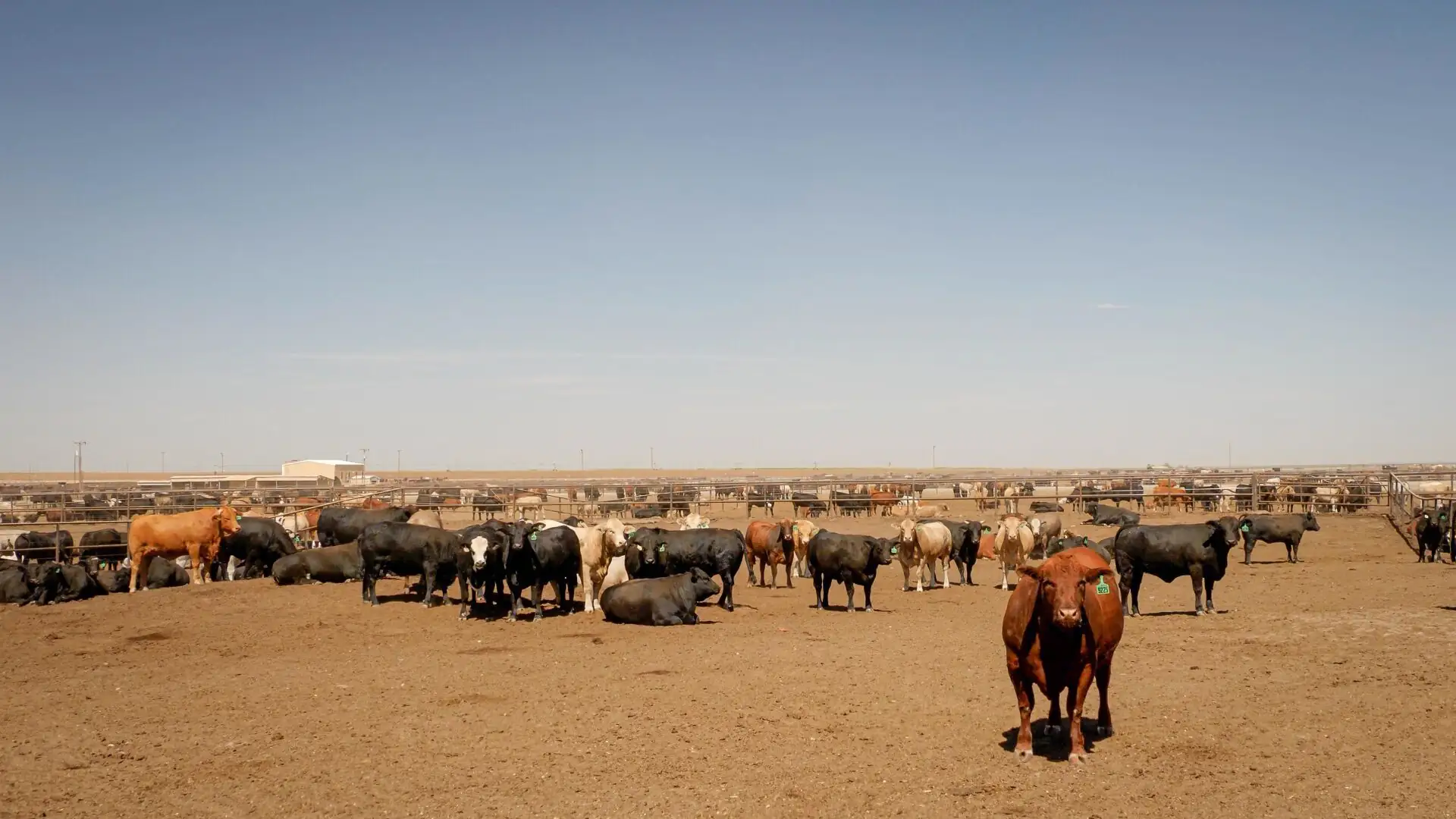 New system maximizes cattle feeders’ ability to manage diversity