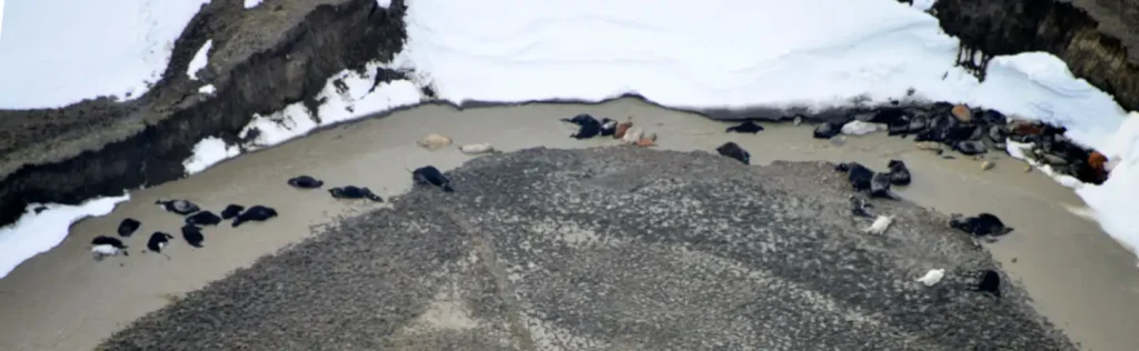Pictured here: An aerial view of beef cattle killed by the Atlas Blizzard in South Dakota on Oct. 10