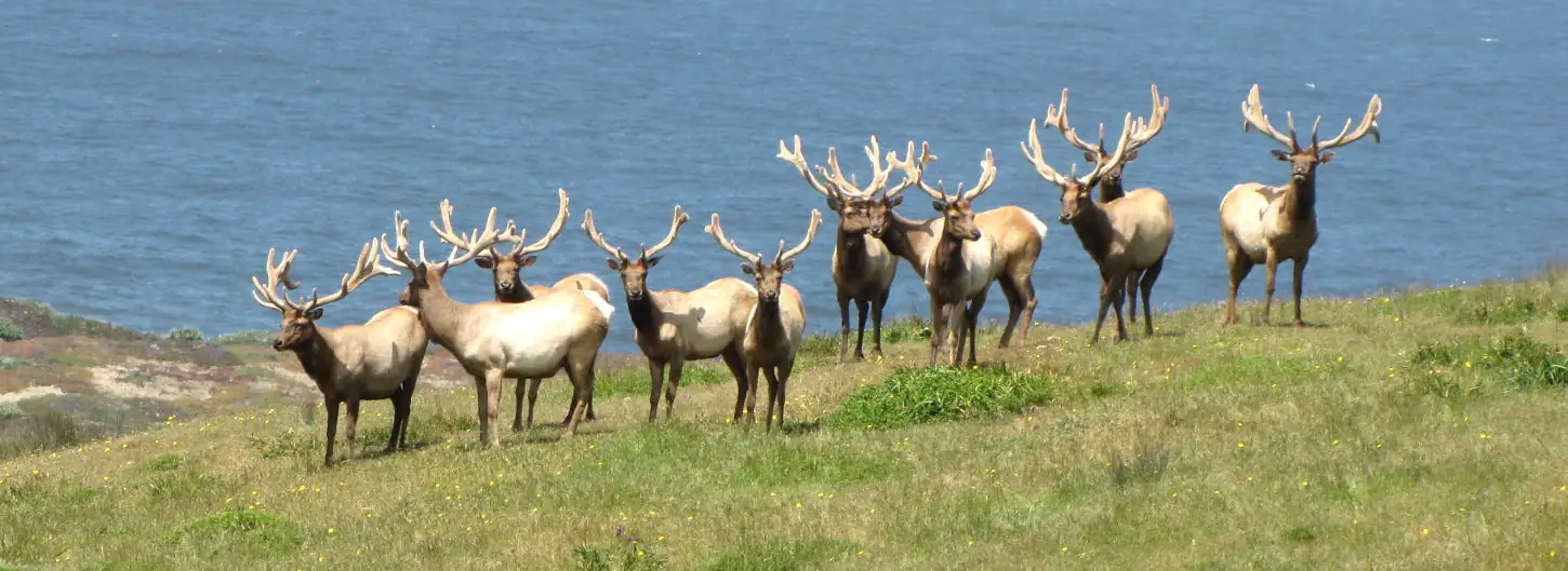 Cattle ranching allowed to continue at Point Reyes