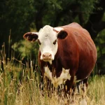 Texas AM AgriLife Extension logo
