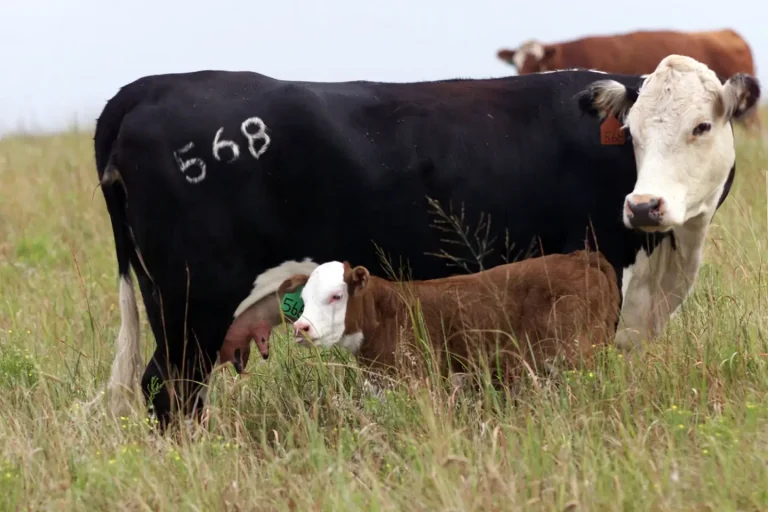 A mother cow and calf on pasture in Oklahoma.