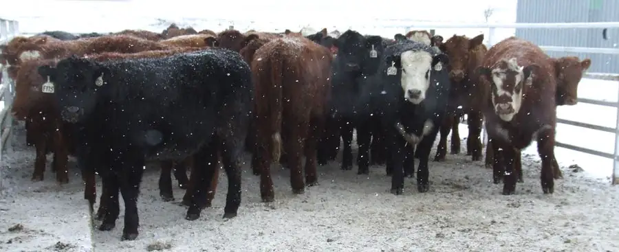 Good animal identification and production records help producers select the best heifers.