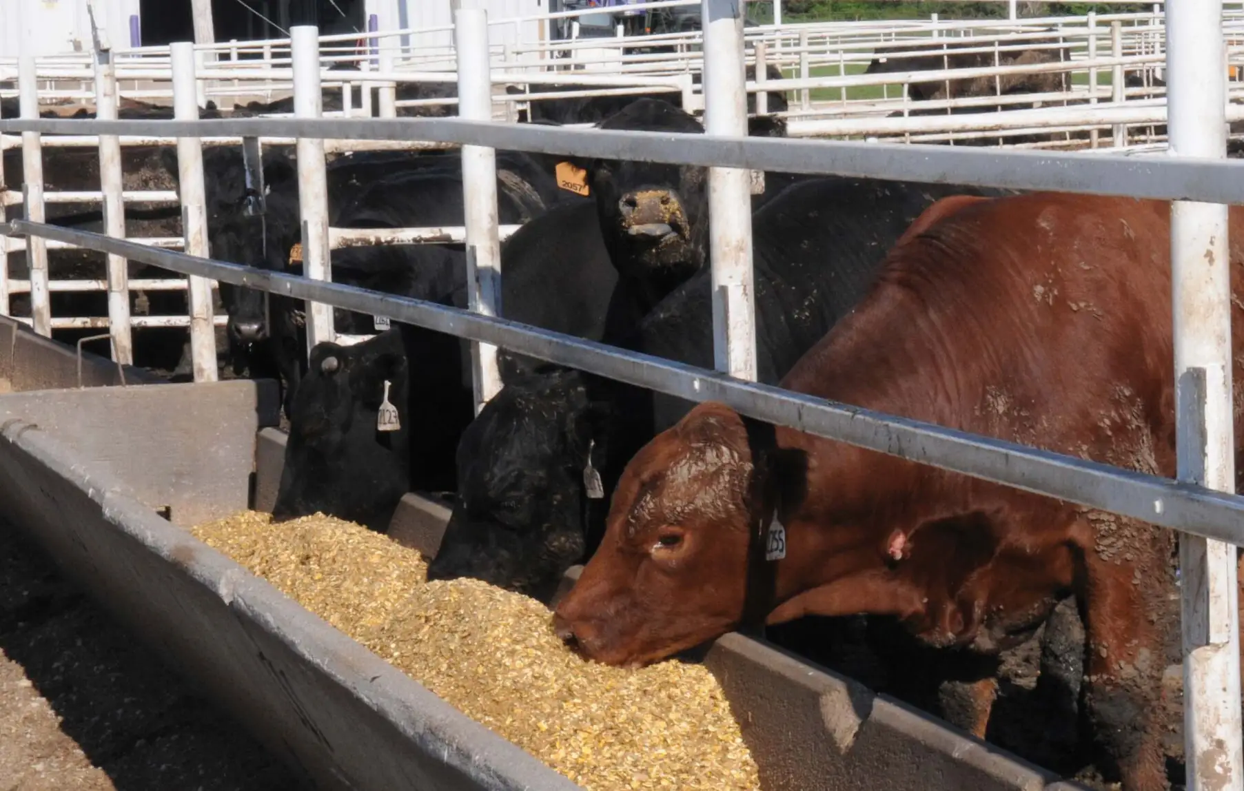 Calculating winter feed costs for beef cows