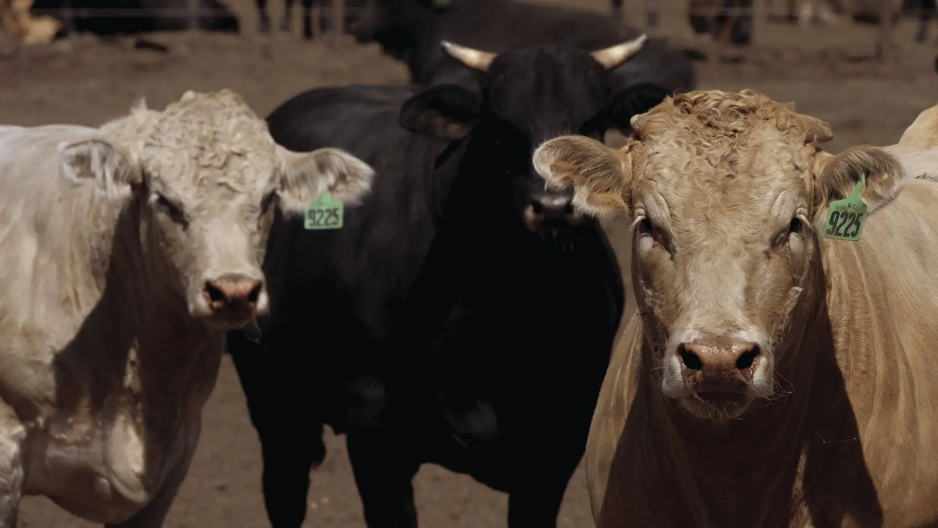 USDA finalizes Cattle Contracts Library Pilot Program