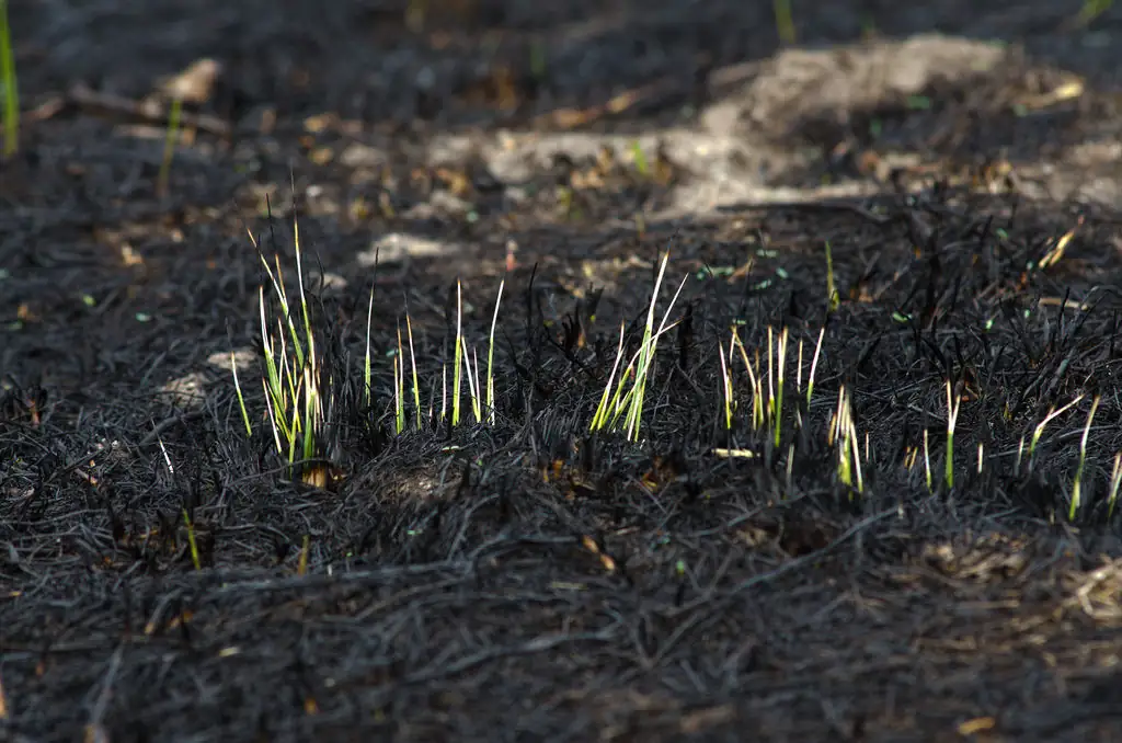 New growth emerges following a prescribed burn at the Aransas National Wildlife Refuge