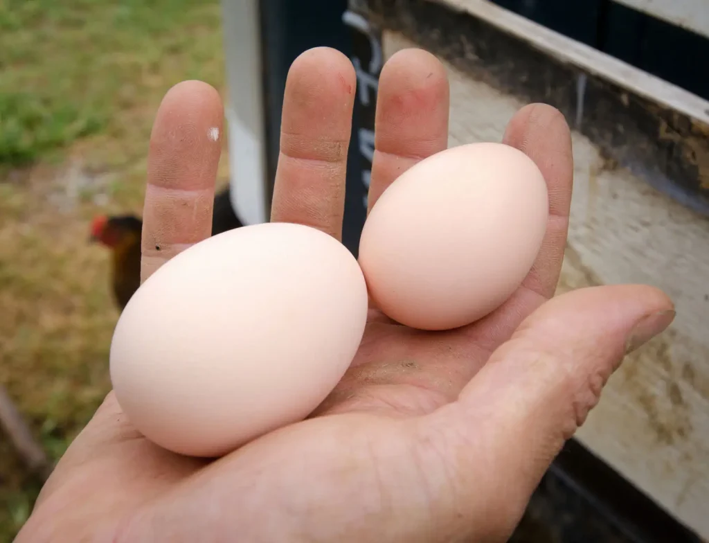 Farm assistant George Kloph shows off a pair of eggs from laying hens at Nick’s Organic Farm. The farm has conducted on-farm research with federal