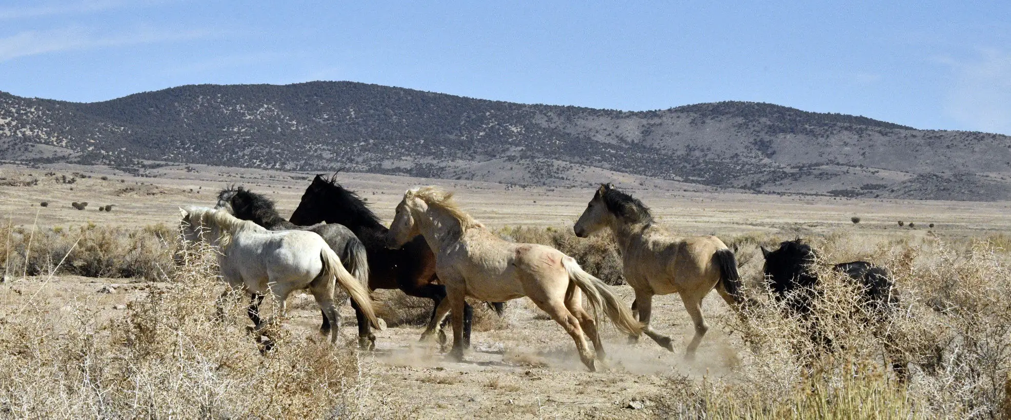 Guest Opinion: On horses, compromise, and a path forward