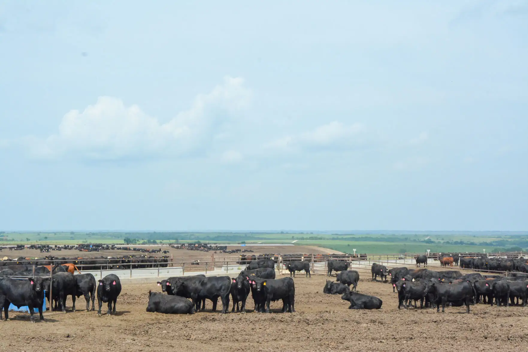 Story Short: Sustainable Beef moves forward