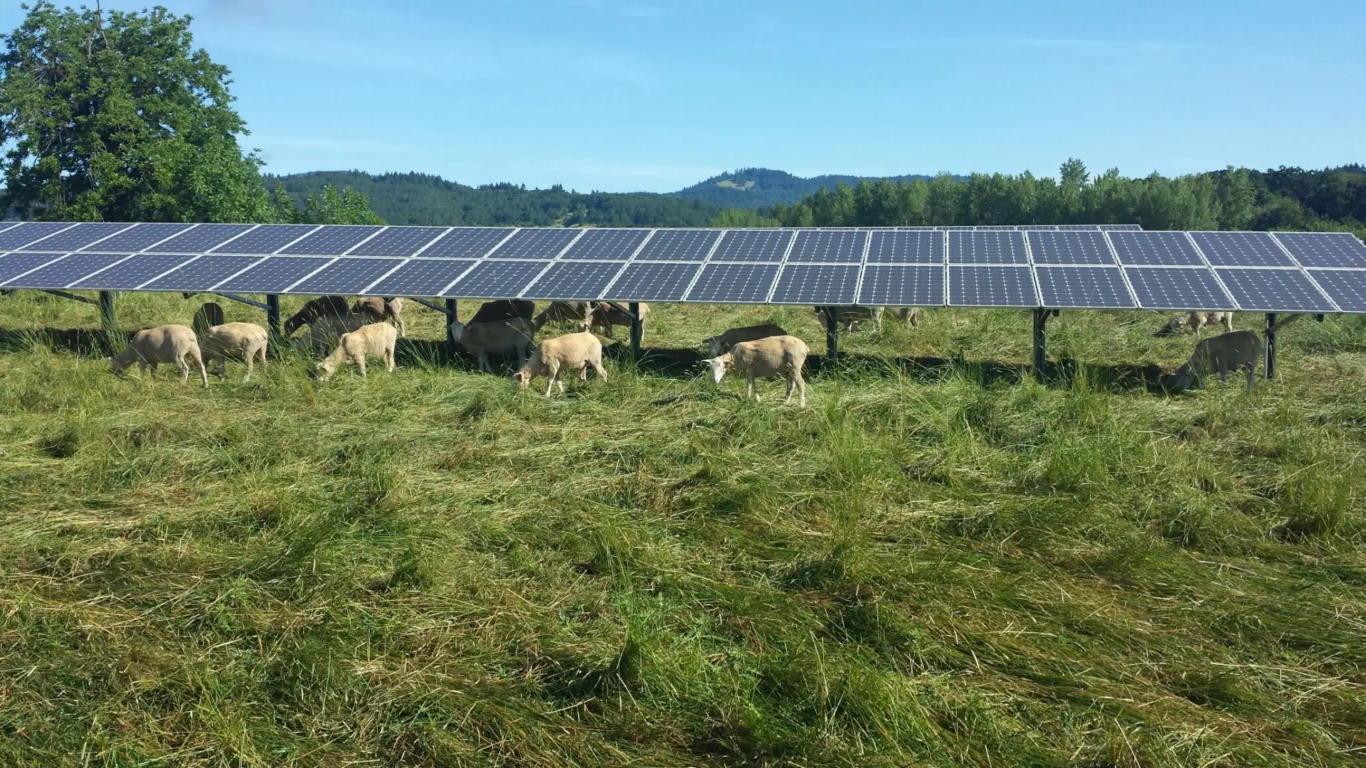Agriculture looks ahead after 2020 election