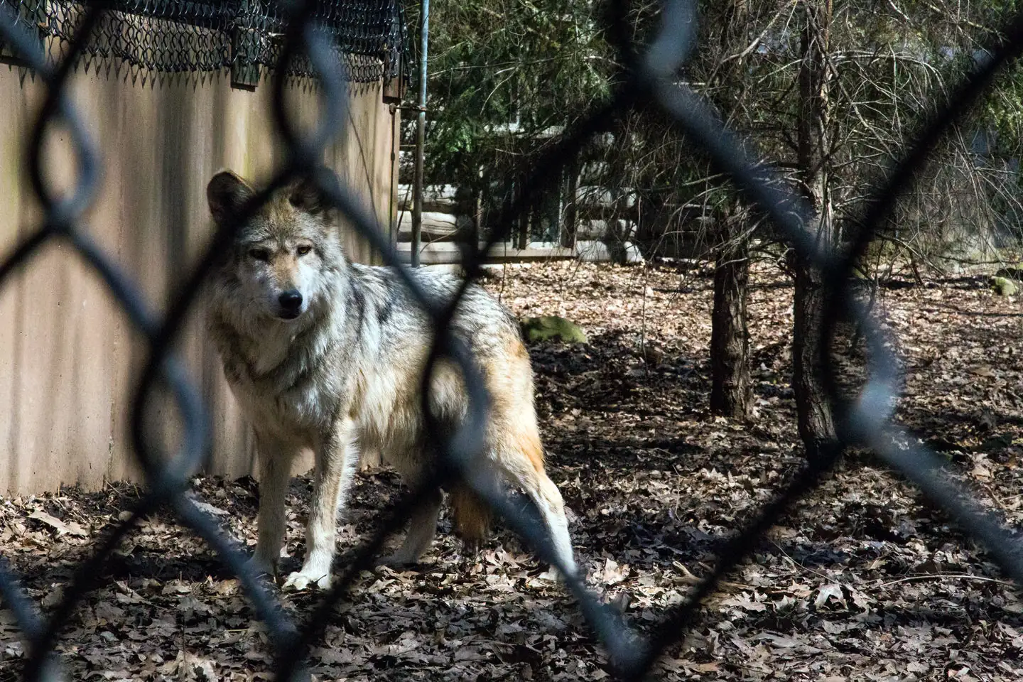 Mexican wolf recovery plan to change