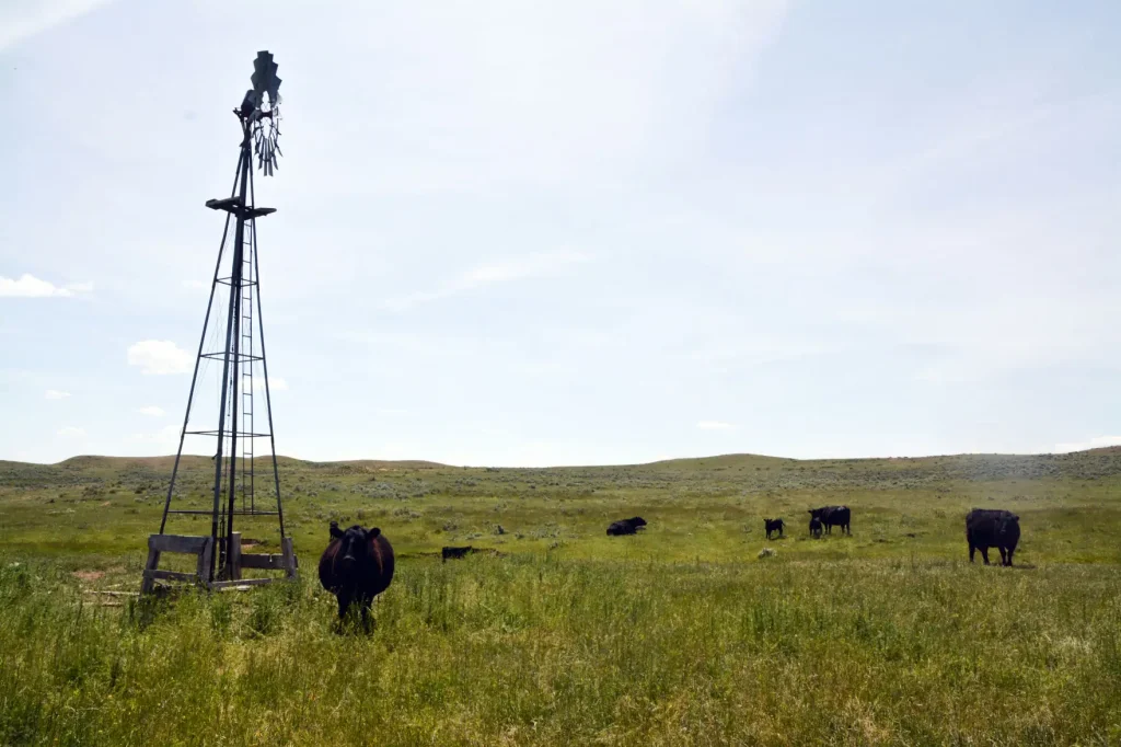 When making genetic selections cattle producers should look for balance rather than extreme traits. For example