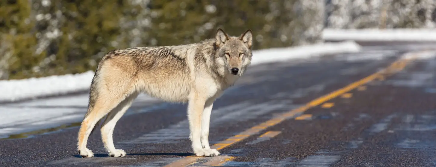 Resource Science: An assessment of wolf numbers, predation in CO