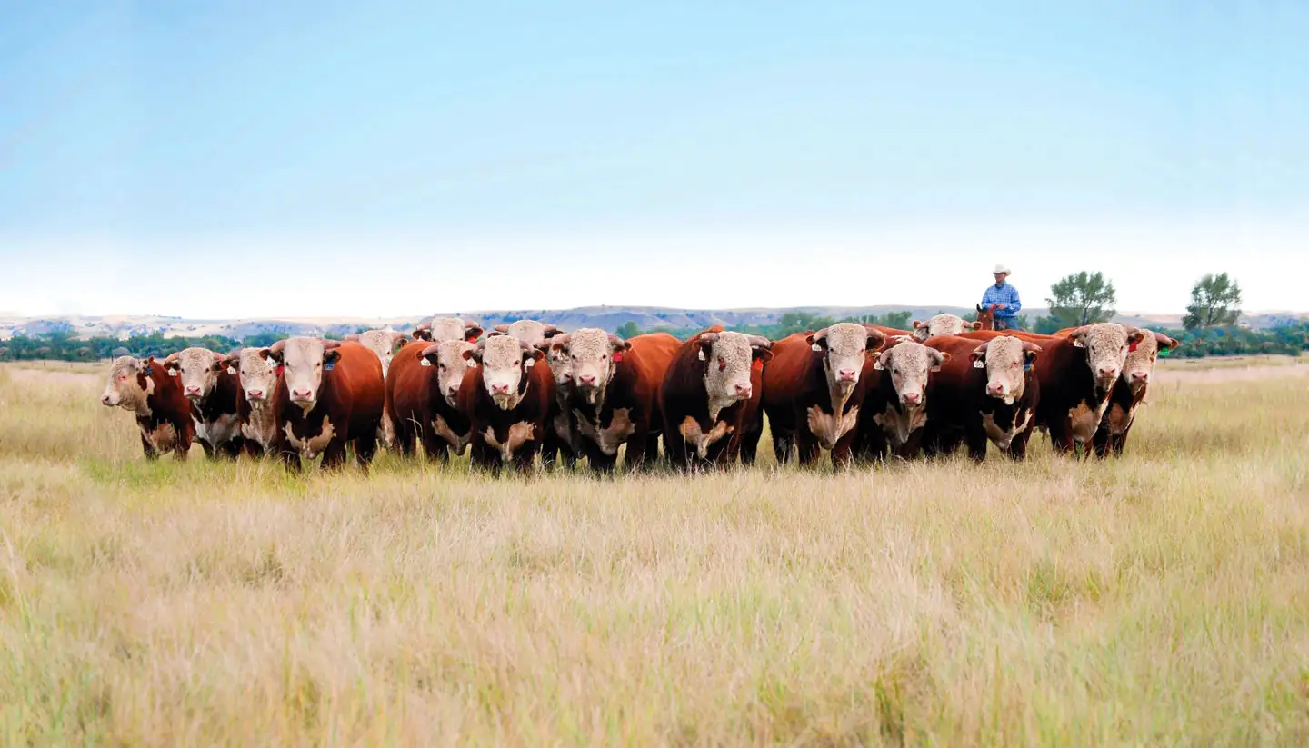 Genetic analysis goes multi-breed and international
