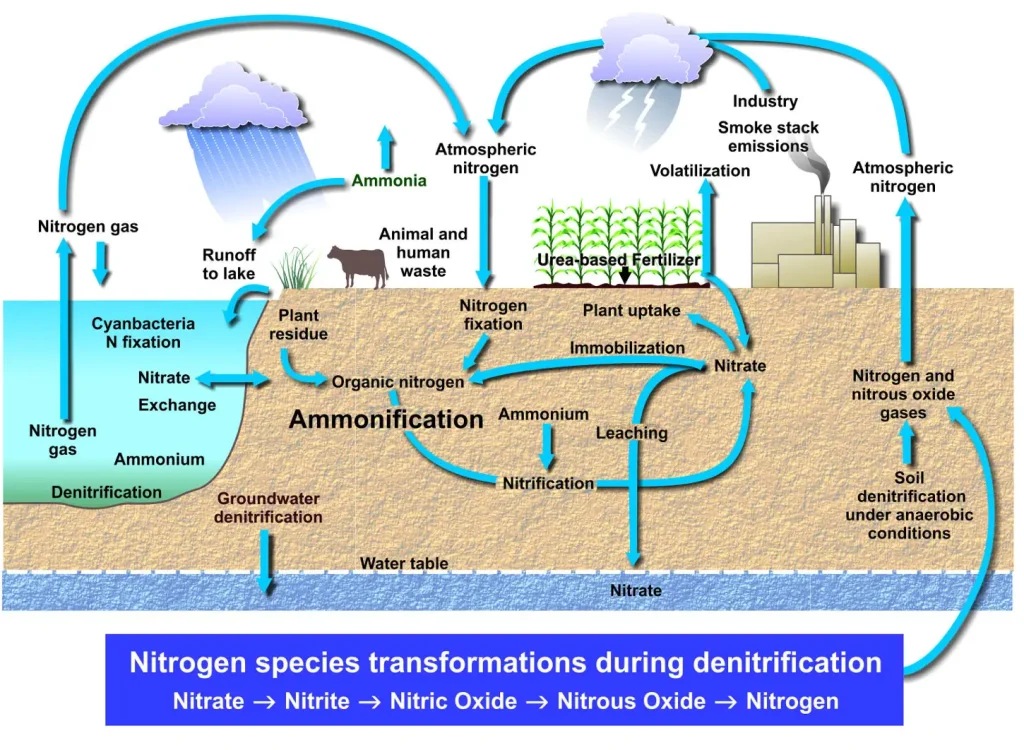The nitrogen cycle
