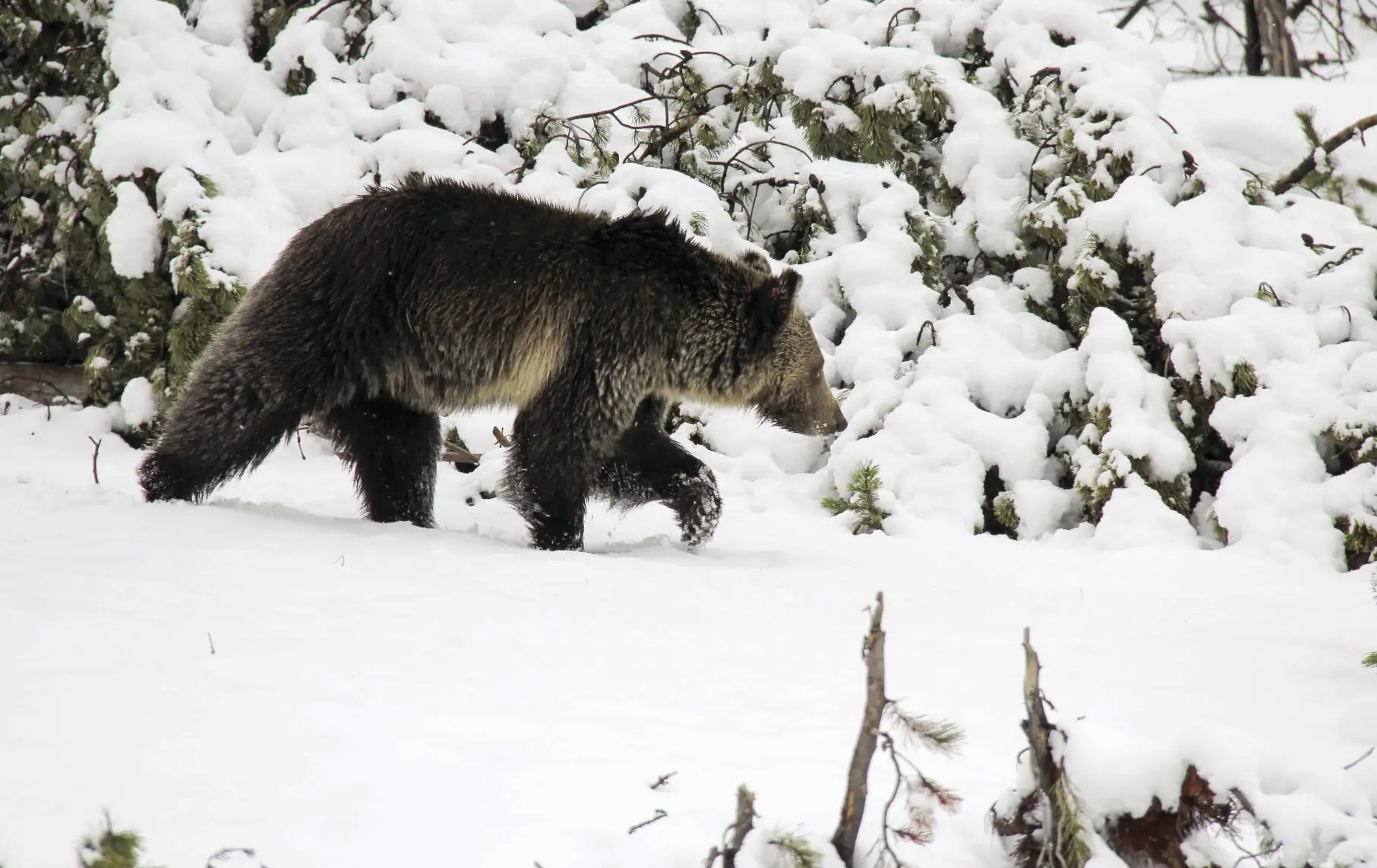 Groups ask for comment extension on MT grizzly plan
