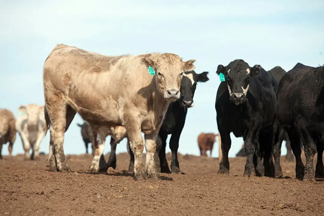 Guest opinion: Looking back and learning from the 2021 cattle market