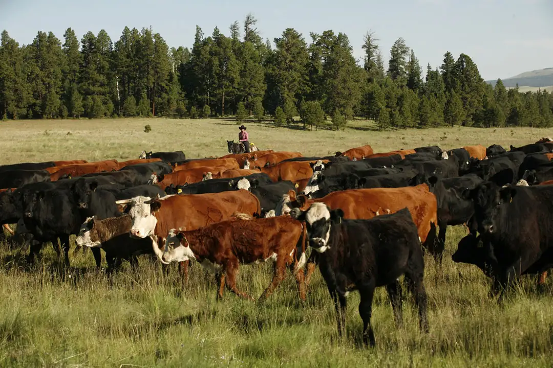 Guest opinion: Things to consider as beef production sales ramp up