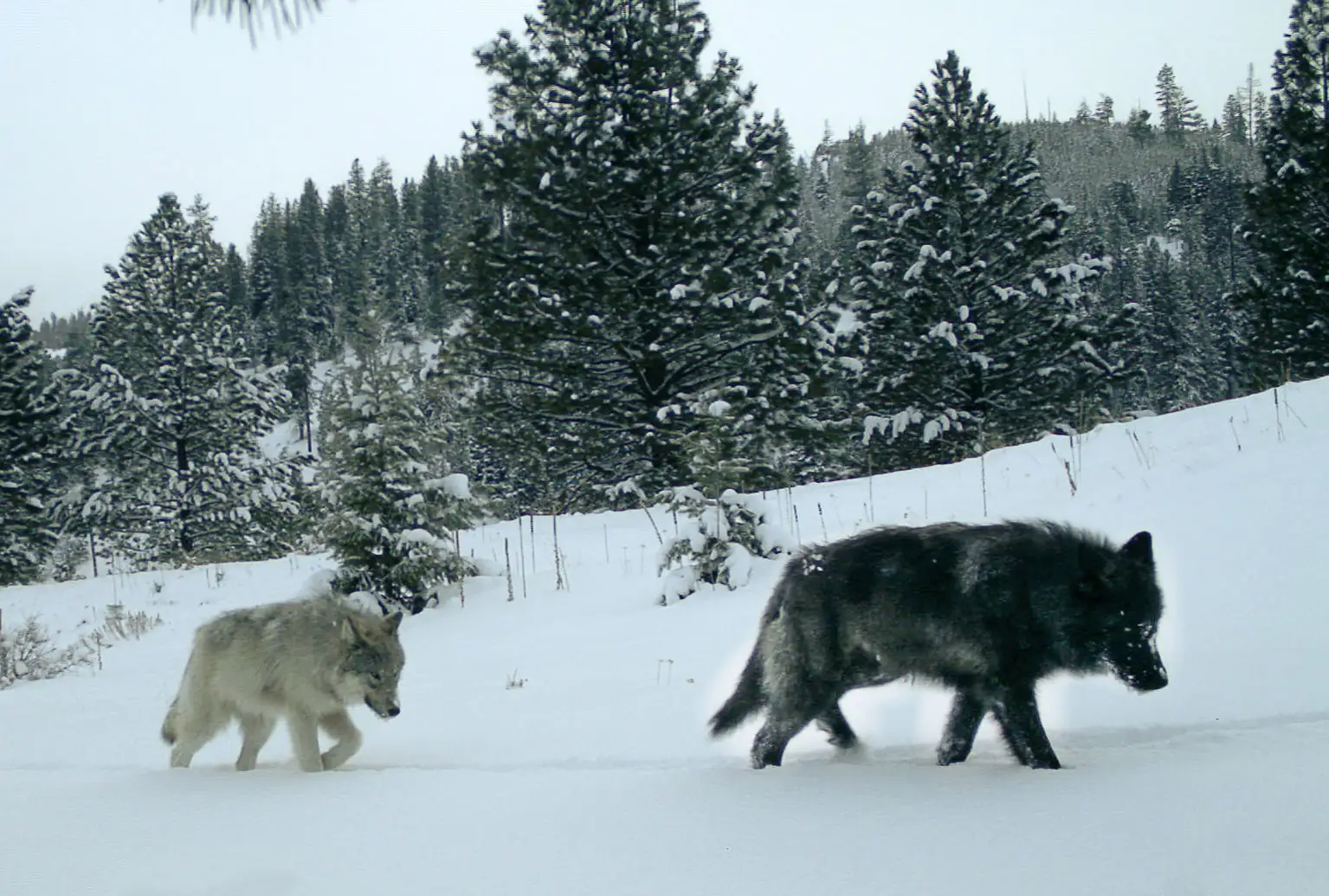 Legal Ledger Brief: OR retracts wolf delisting support