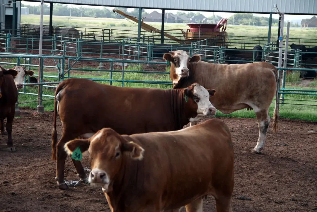 Beef Cattle at the Oklahoma State University Willard Sparks Beef Center.