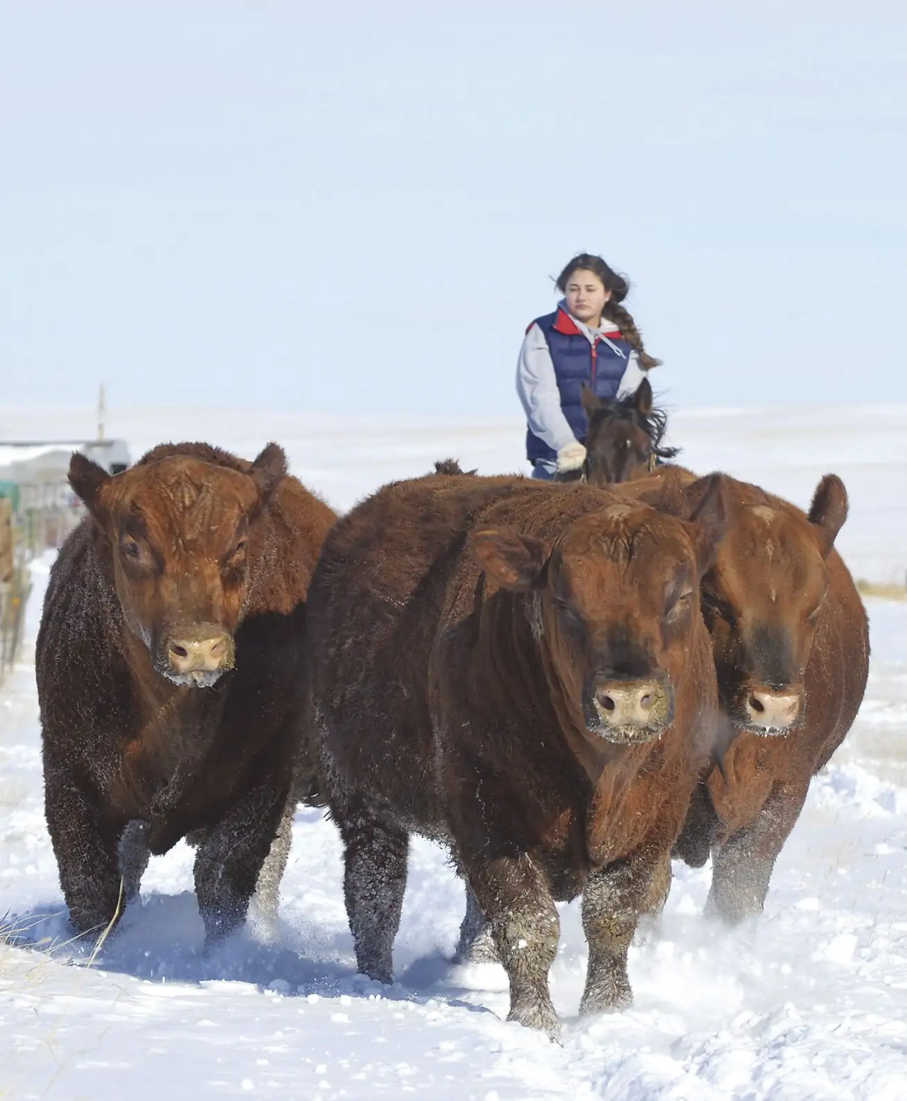 What do bull buyers want?