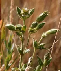 Spalding’s catchfly