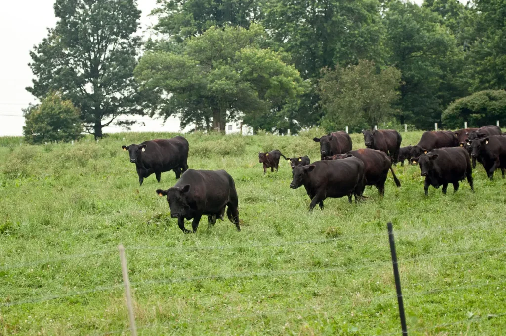 Black Angus cows and calves graze on Nick’s Organic Farm in Adamstown