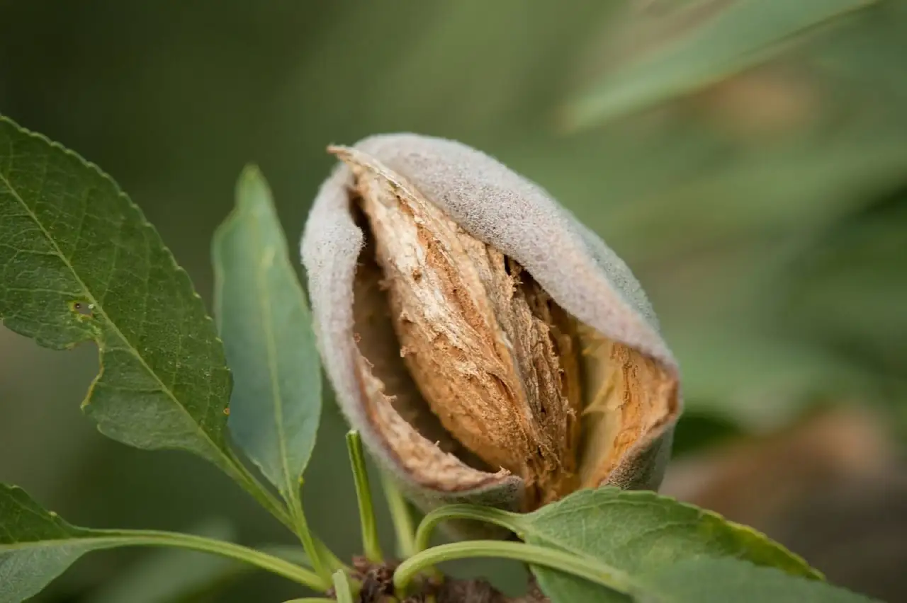 Expansion of nut tree farms continues in California