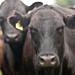 Livestock identification and traceability is becoming the industry “norm”