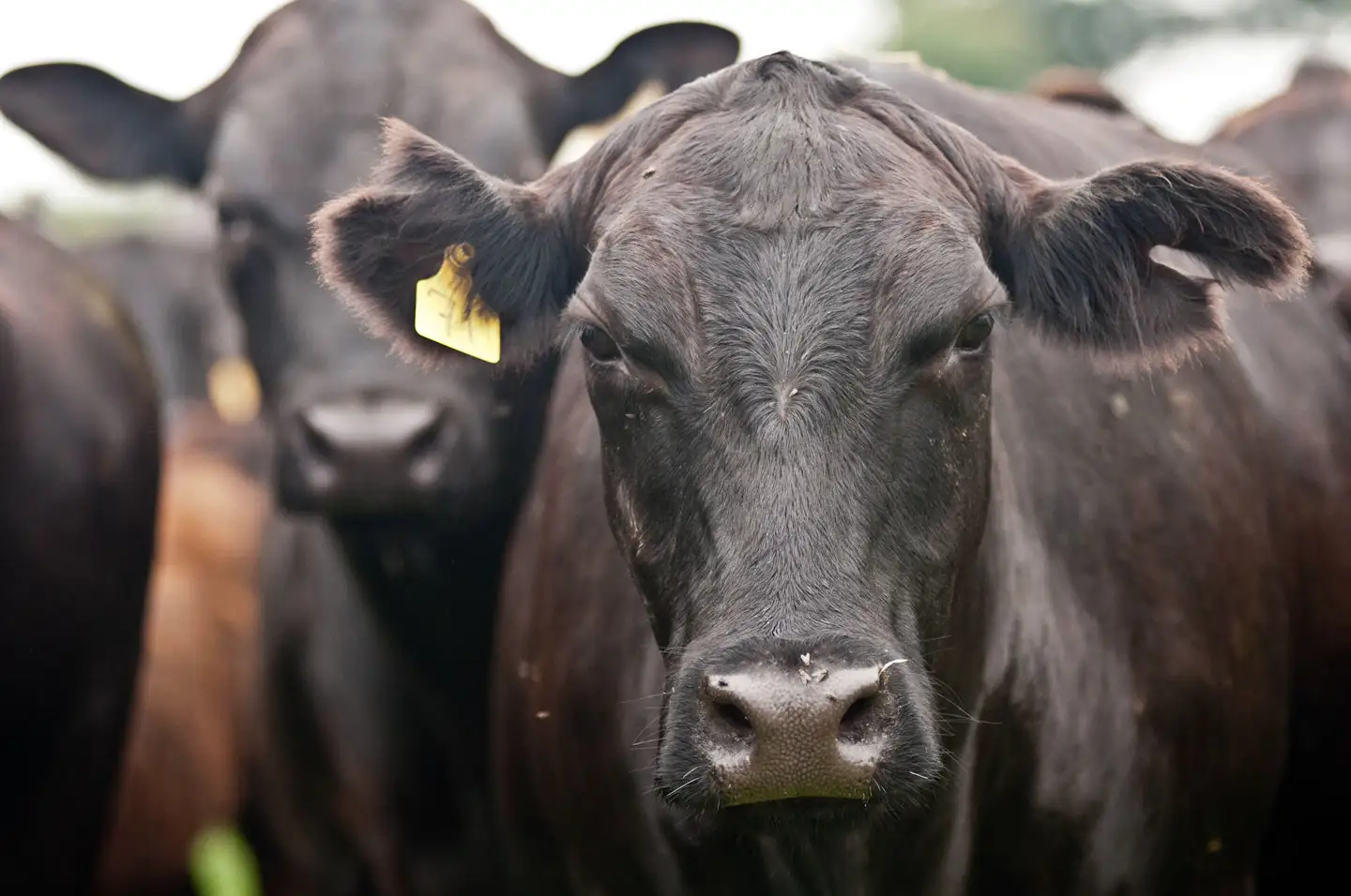 Canadian groups form traceability task force