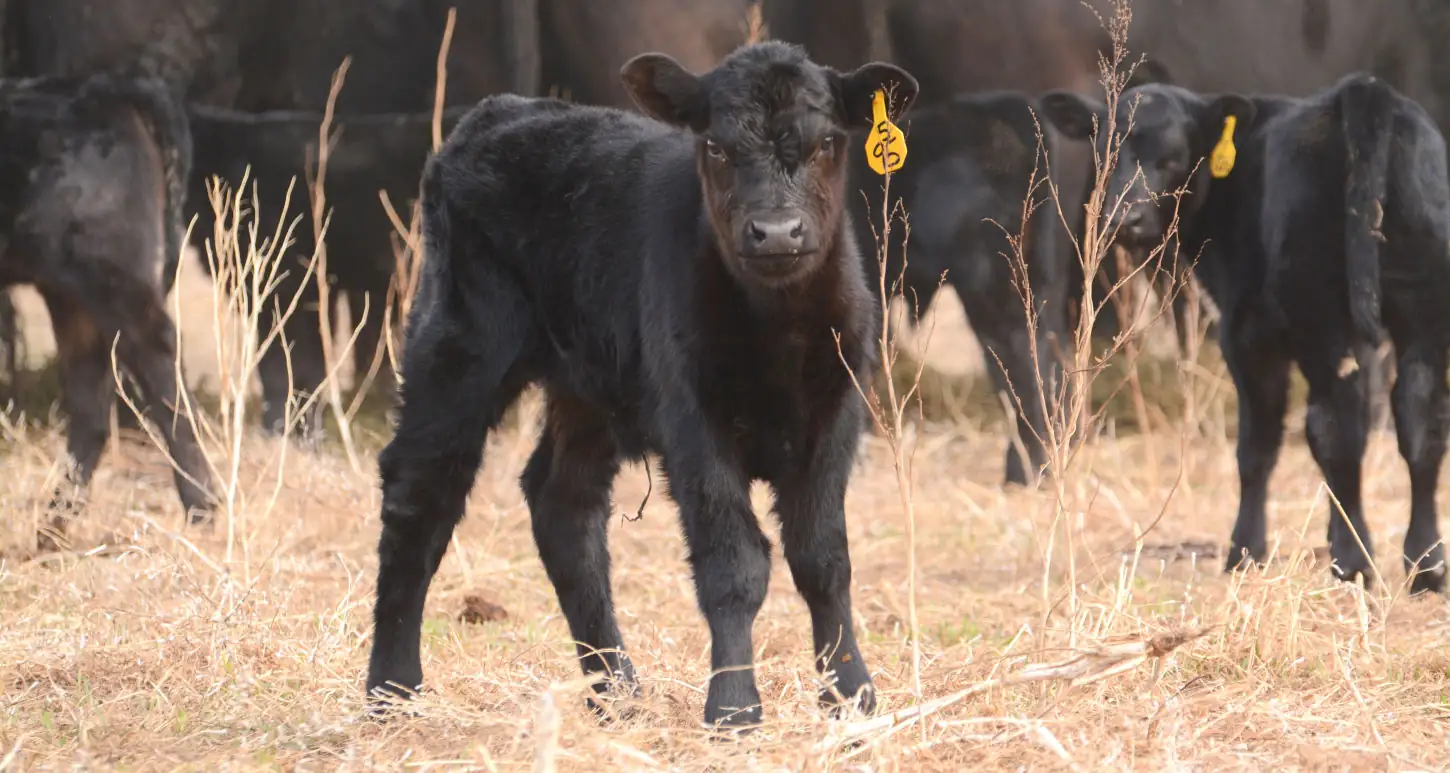 World must abandon red meat to save itself