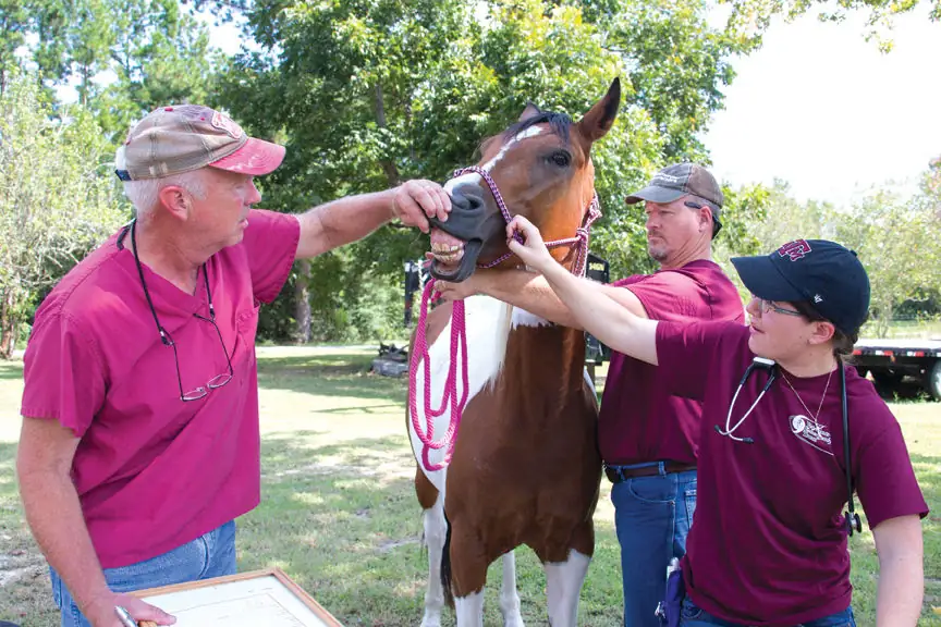 Three members of the Texas A&M University Veterinary Response Team examine a horse rescued after Hurricane Harvey.