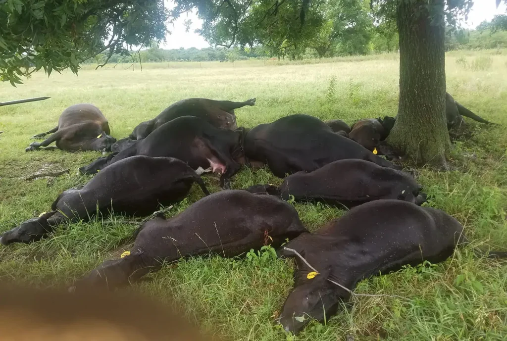 Cows killed by lightning strike