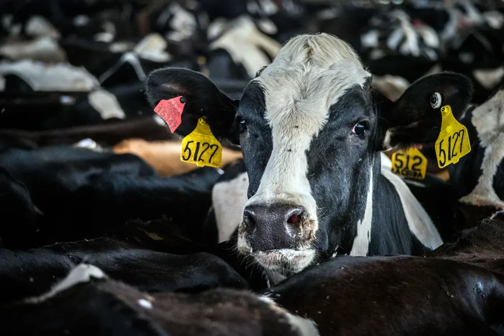 More beef semen used in dairy cows