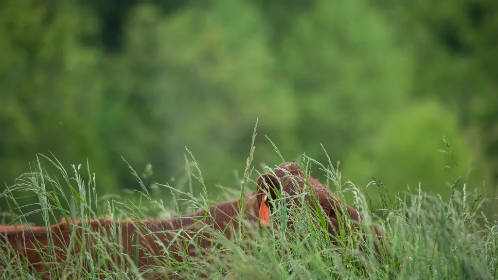 Producers may chose to calve in pens