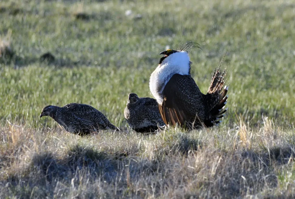 A greater sage-grouse male struts for a female at a lek near Bridgeport
