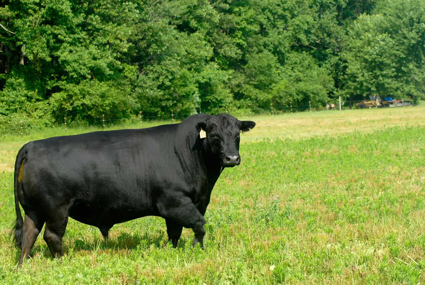 BeefTalk: Developing sire genetic benchmarks