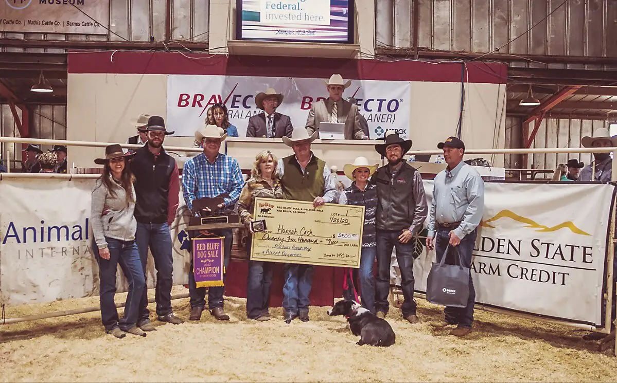 44th Annual Red Bluff Stock Dog Sale report