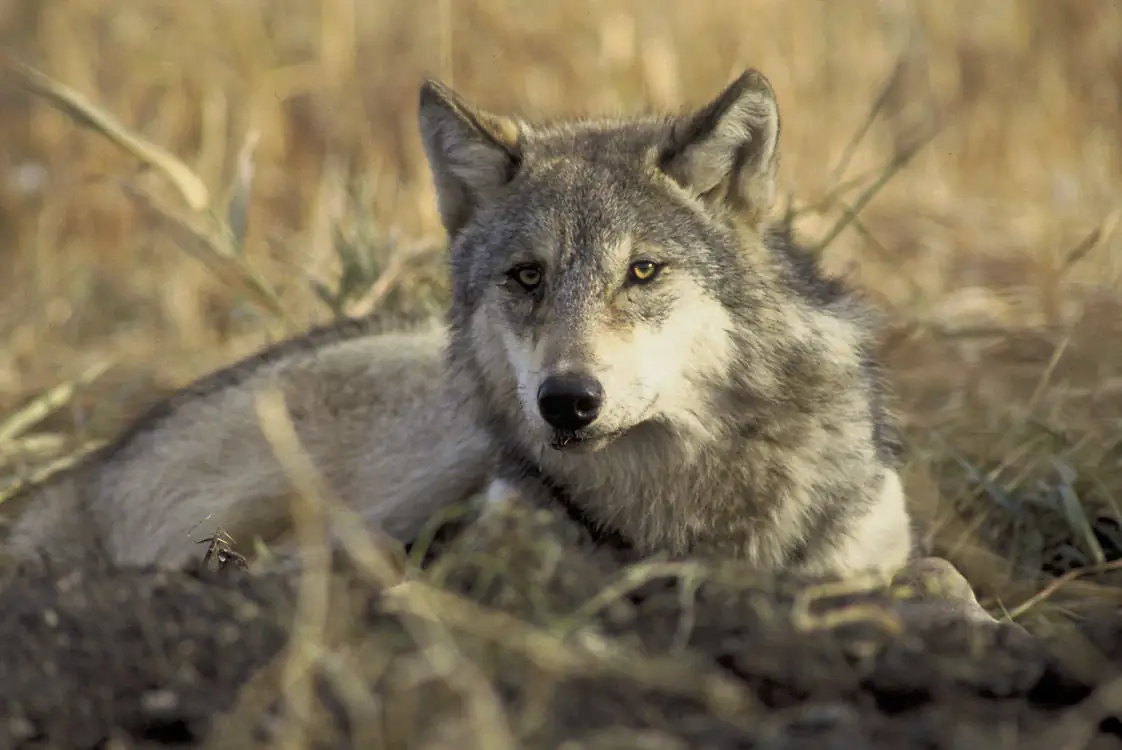 Wolf depredations accelerate in the West