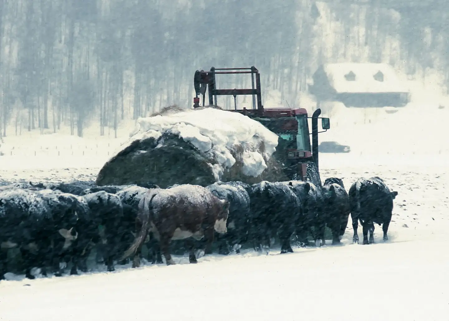 FSA disaster relief available for livestock deaths in winter storm