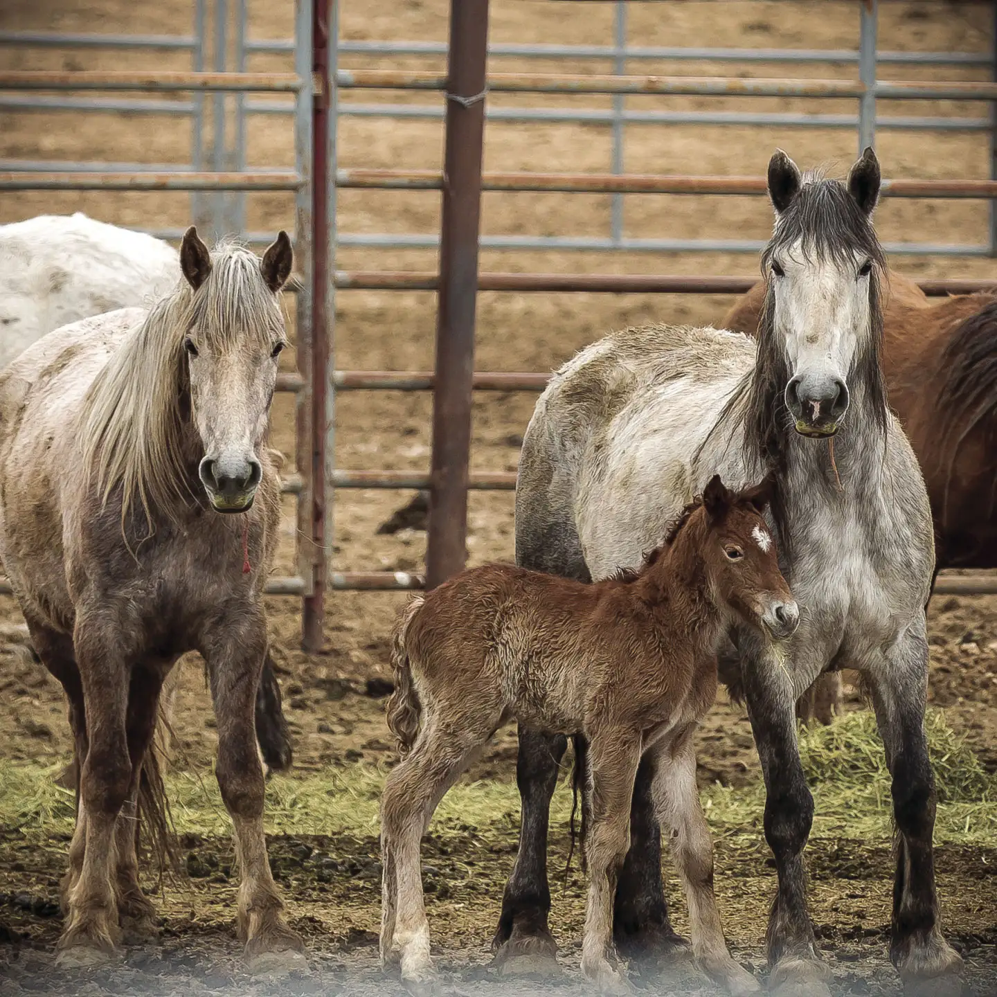 BLM implements stricter standards for horse adoptions