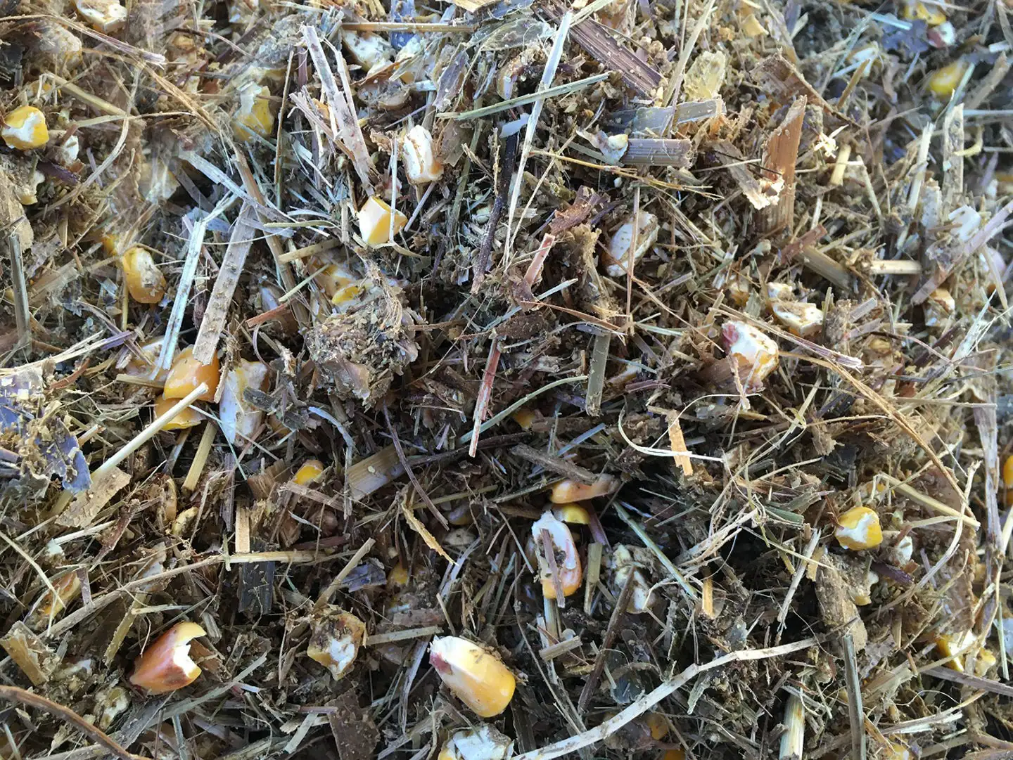 Drought-stressed corn: a feed opportunity