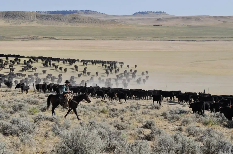 A cowboy helps to move cattle on a ranch in central Montana.