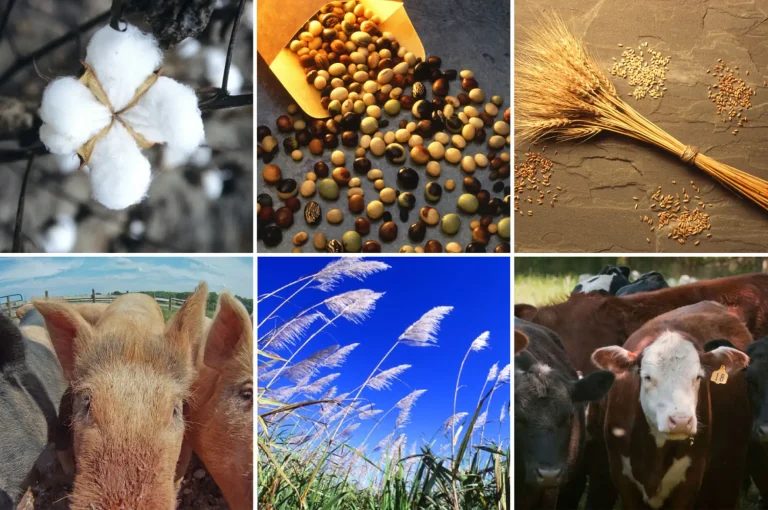 A collage of several of the commodities hit by international retaliatory tariffs.