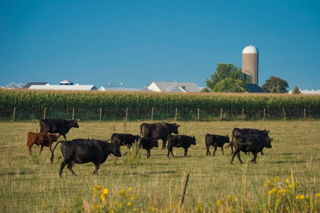 Cattle graze in a field outside of Walcott